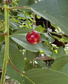 Дом 145м², 1-этажный, участок 5 сот.