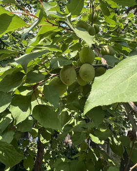 Дом 145м², 1-этажный, участок 5 сот.