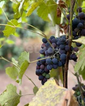 Дом 74м², 1-этажный, участок 5 сот.