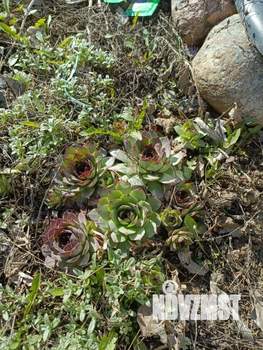 Дом 20м², 1-этажный, участок 4 сот.