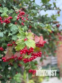 Дом 74м², 1-этажный, участок 5 сот.