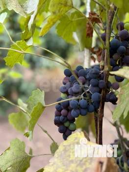 Дом 74м², 1-этажный, участок 5 сот.