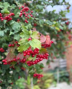 Дом 74м², 1-этажный, участок 5 сот.