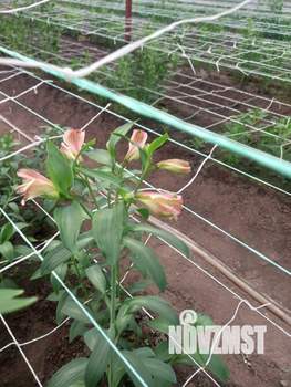 Дом 64м², 1-этажный, участок 8 сот.