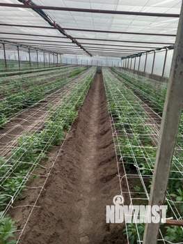 Дом 64м², 1-этажный, участок 8 сот.  