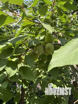 Дом 145м², 1-этажный, участок 5 сот.  